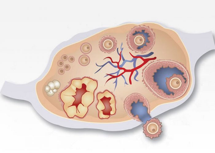 testosterona-ovulacao-gravidez